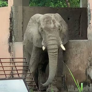 Shankar the elephant at Delhi Zoo, India. Photo: Nikita Dhawan