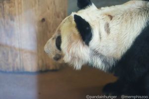 YaYa the giant panda. Photo Panda Voices