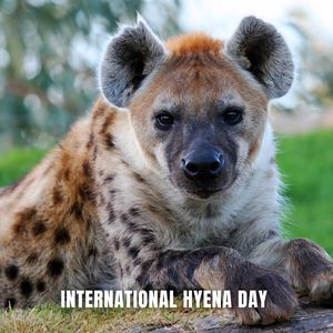 International Hyena Day is a day that is dedicated to celebrating and raising awareness about one of the most misunderstood animals - the hyena. It is celebrated every year on April 27th.