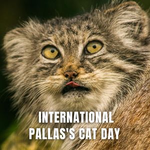 International Pallas's Cat Day is observed on April 27th every year to raise awareness about the conservation status and importance of Pallas's Cat. Pallas's Cat, also known as the Manul, is a small wildcat species found in the grasslands and steppes of Central Asia.