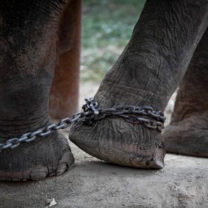 Elephant in chains