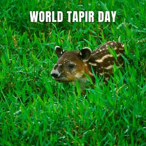 World Tapir Day 27th April