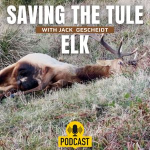 Tule Elk's Survival at Risk: Urgent Plea for Help in Point Reyes National Seashore