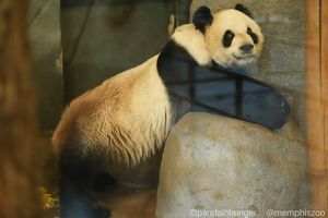Le Le at Memphis Zoo. Photo: Panda Voices