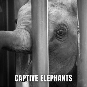 Captive elephant list.jpg