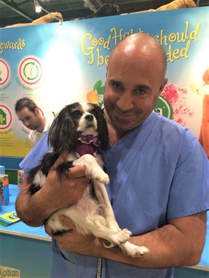 Lucy the Cavalier King Charles Spaniel. The dog that started Marc's campaign for Lucy's Law