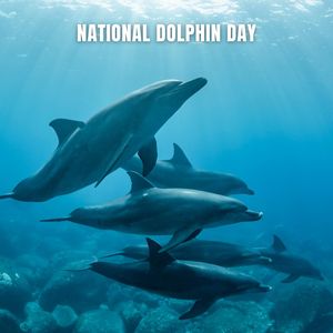 National Dolphin Day. April 14th.